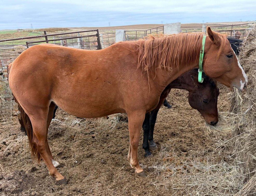 Buenos Two Step  2019 Sorrel AQHA Mare