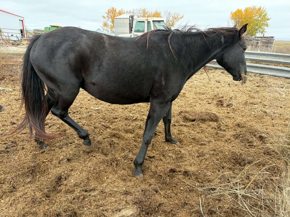 TD Good Bye Blues  2008 Black AQHA Mare