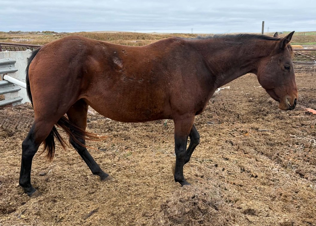 Pepi Parr Gal  2014 Bay AQHA Mare