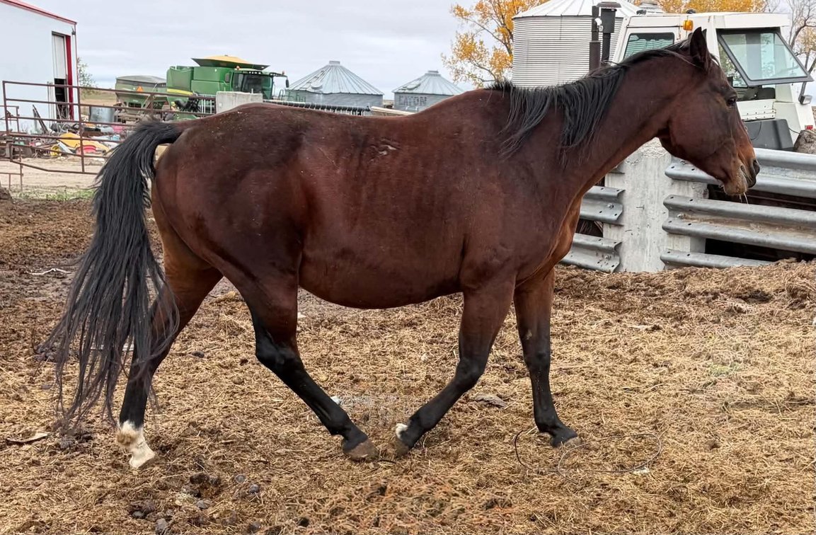 Miss Frosty Liners  2017 Bay AQHA Mare