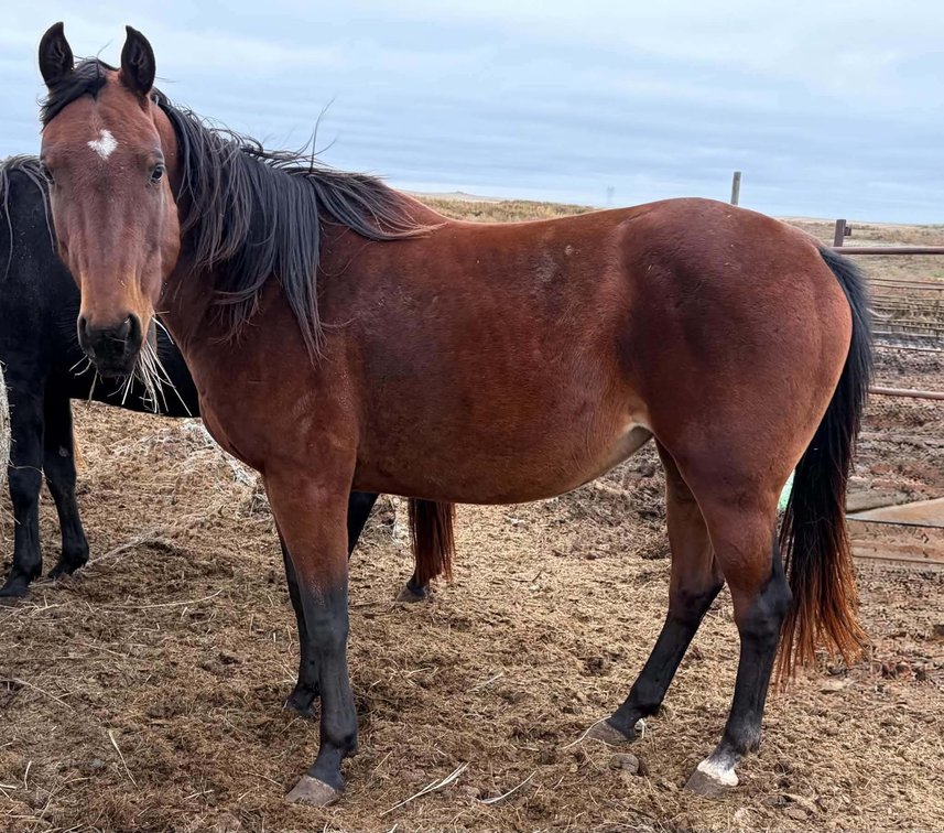 GB Chicwood Snip  2009 Bay AQHA Mare