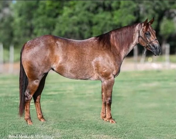 Image for Fort Smith Horse & Mule Sale - SATURDAY, OCTOBER 17TH - Moffett, Oklahoma