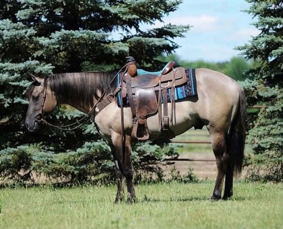 Image for Mize Horse Sale Breeder's SPECIAL - SATURDAY, OCTOBER 17TH - Mize, Mississippi