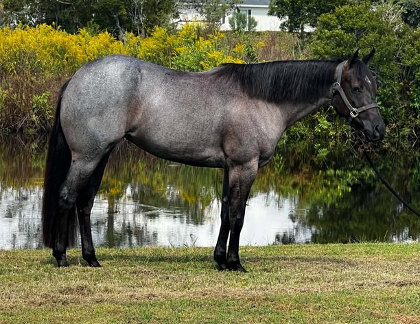 Image for Ocala Horse Sale - Saturday, November 14th - Ocala, Florida