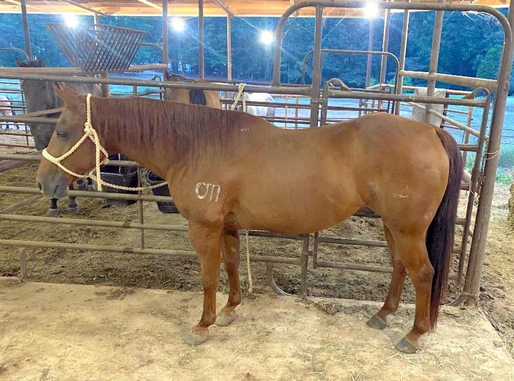 Cowpony