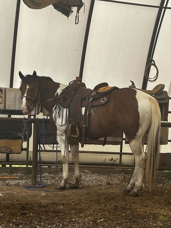 Ranch Gelding  VIDEO