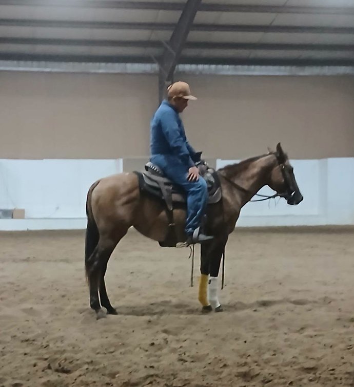 2yo Dun Mare  VIDEO