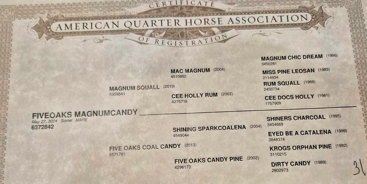 Fiveoaks Magnumcandy