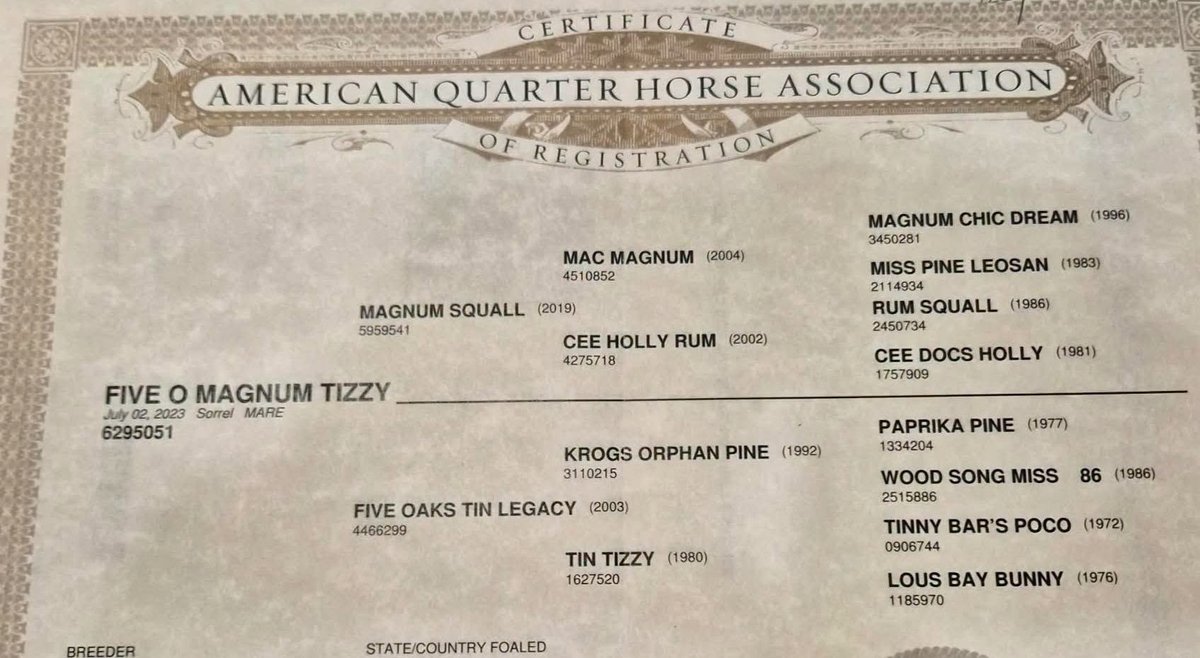 Five O Magnum Tizzy 