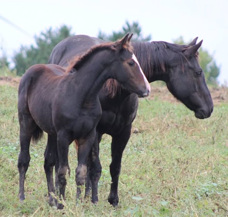 Black Stud Colt