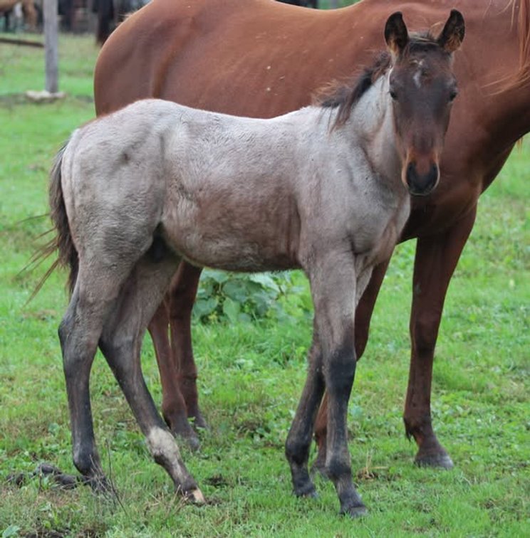 Bay Roan Stud Colt