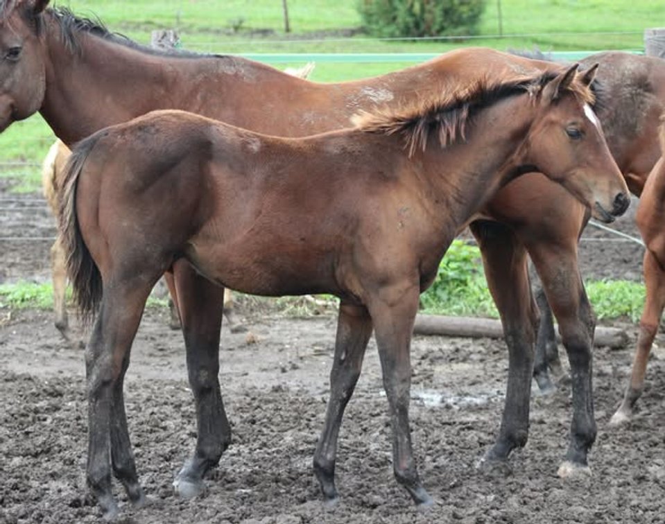 Bay/Buckskin Stud Colt
