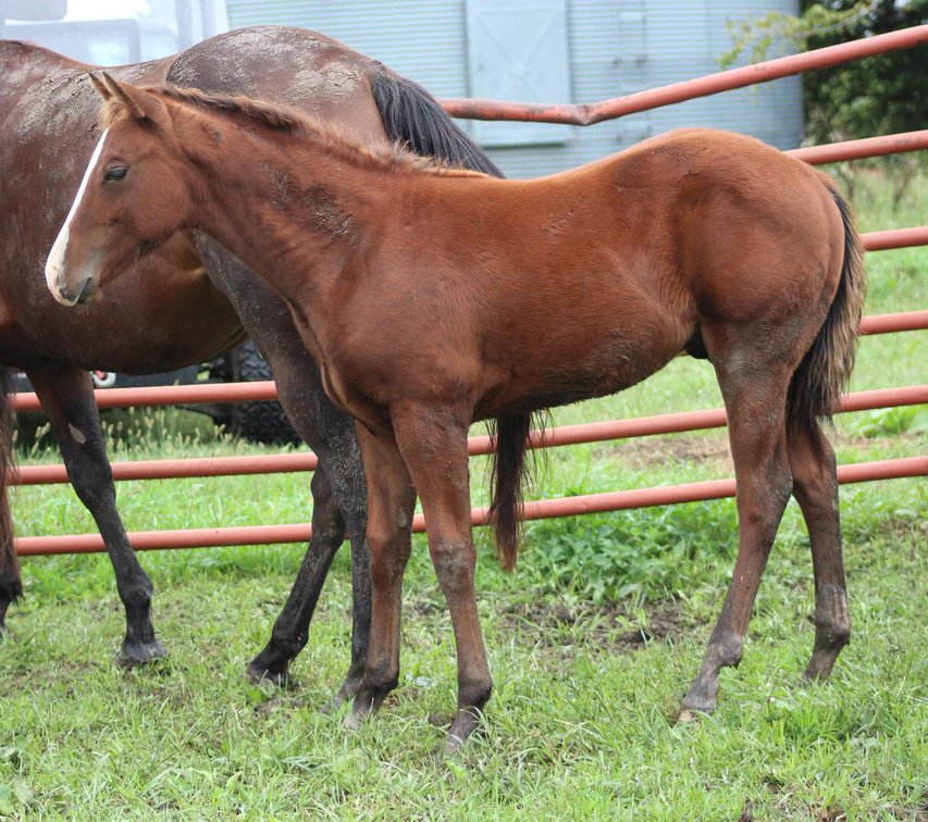 Bay Stud Colt