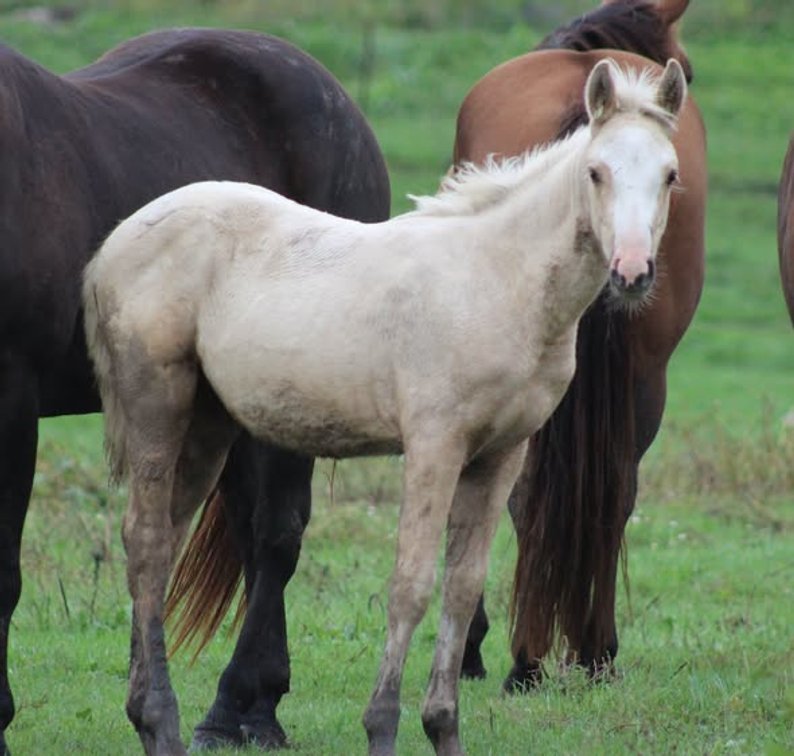 Palomino Stud Colt
