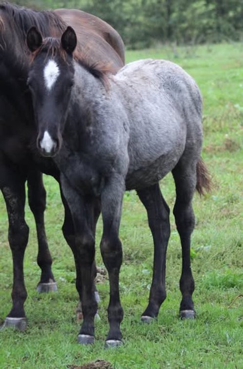 Blue Roan Stud Colt