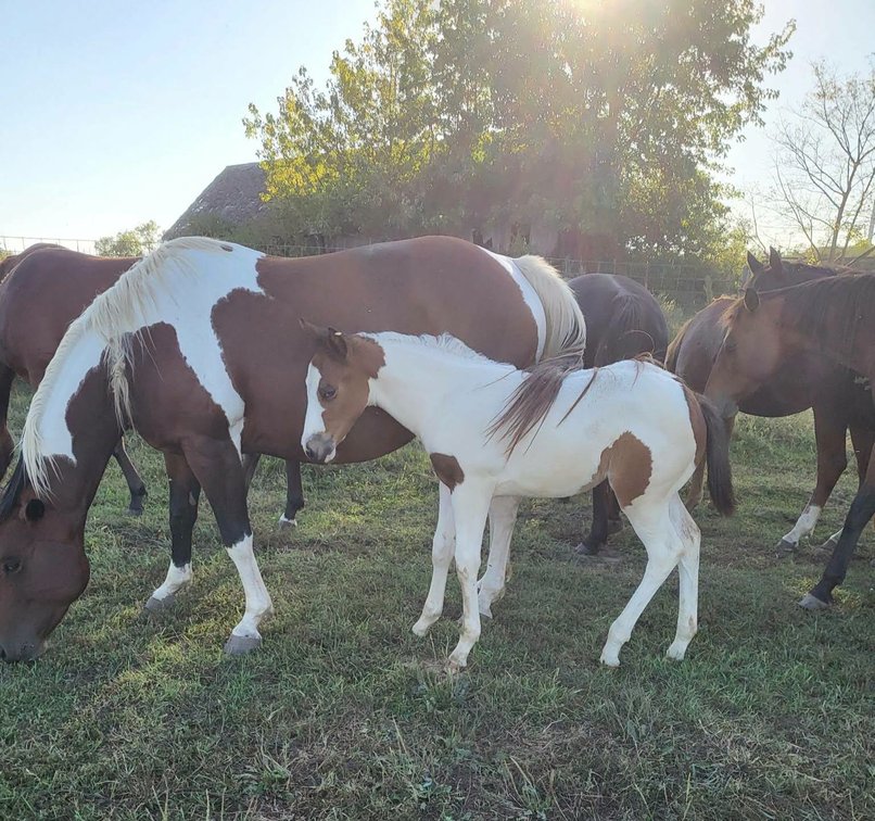 Paint Filly