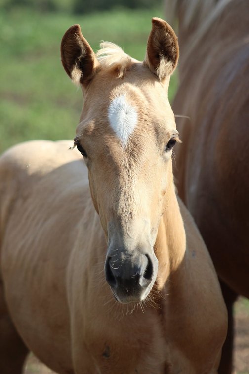 Palomino Stud Colt