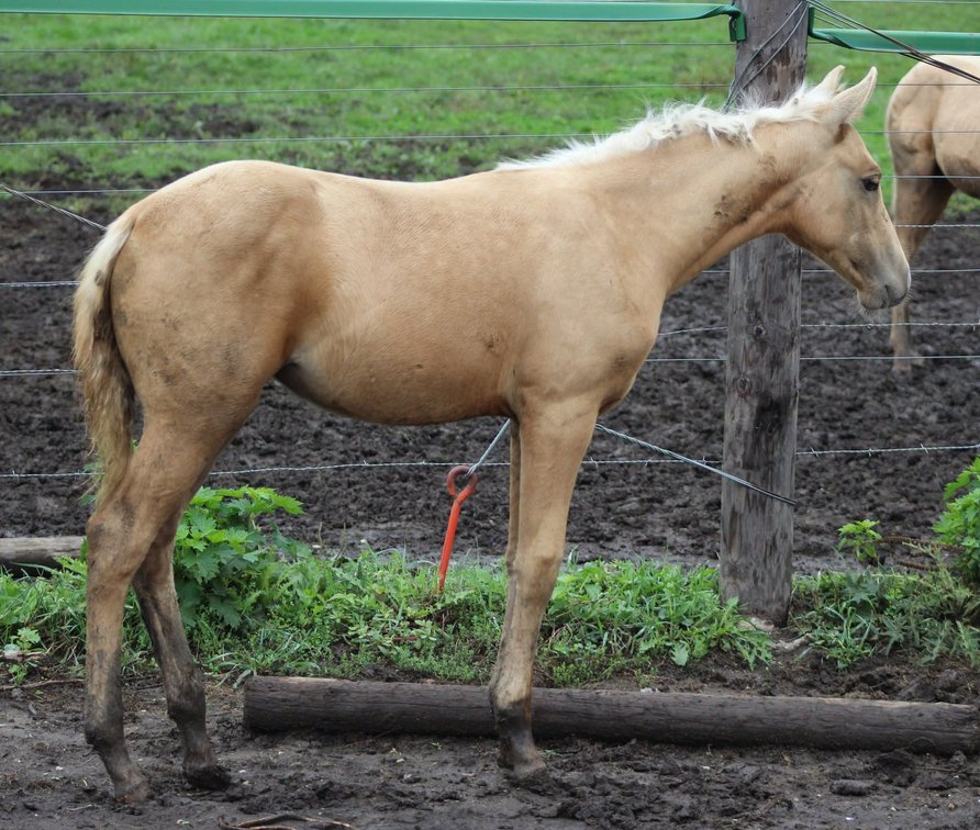 Palomino filly