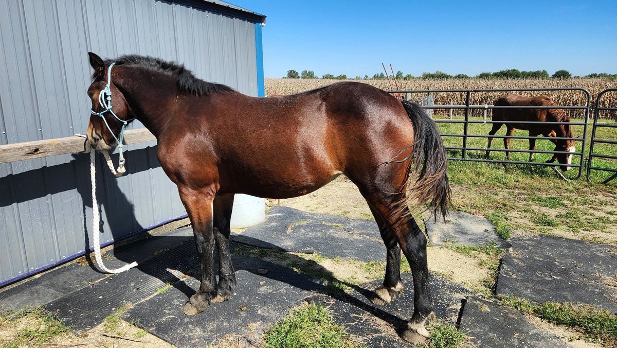 Bay Crossbred Fillys