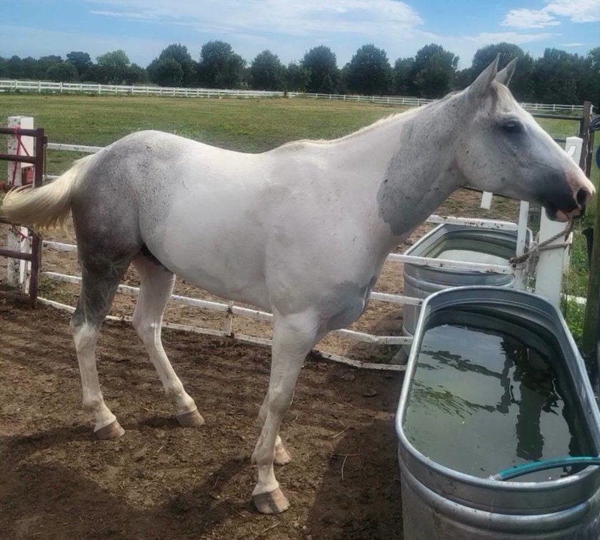 5 yr old grey white mare