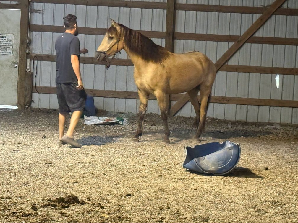 5 yr old dun gelding