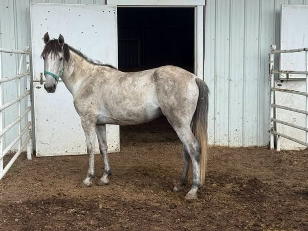 3 yr old grey mare