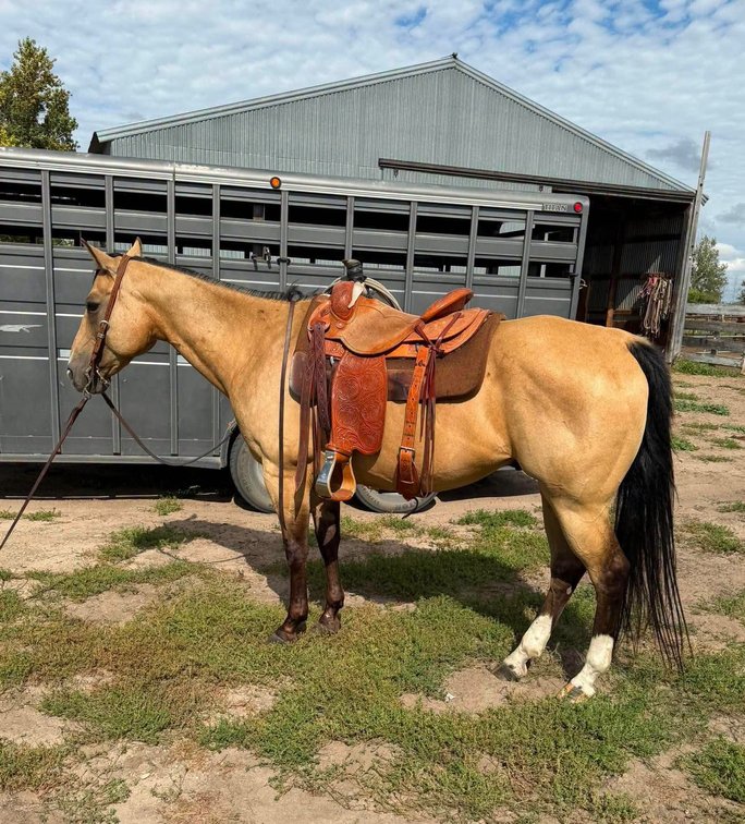 9 yr old buckskin gelding