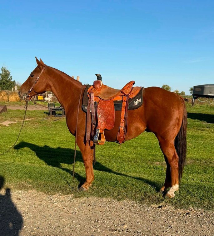 6 yr old Sorrel gelding
