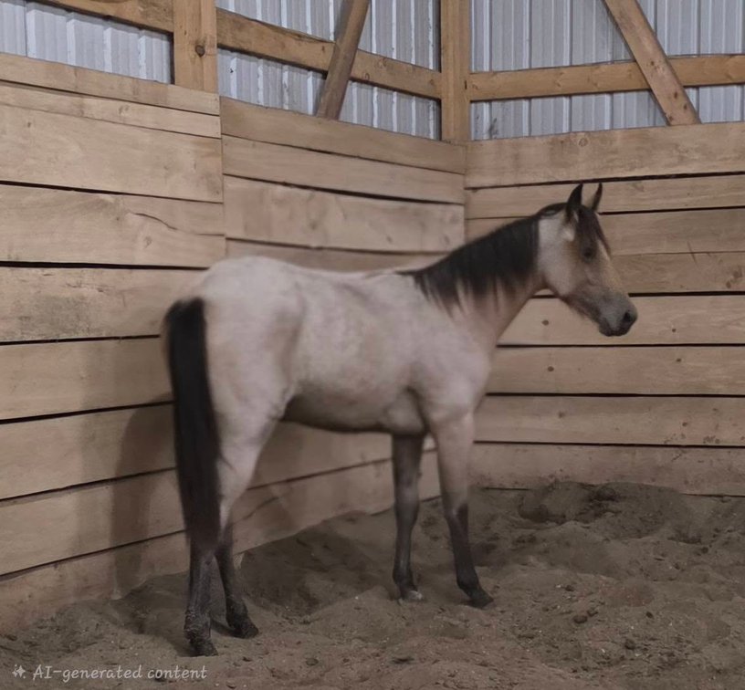 Image for Creston Horse Sale  - SATURDAY, OCTOBER 10TH - Creston, Iowa