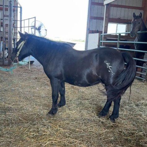 Image for Creston Horse Sale  - SATURDAY, OCTOBER 10TH - Creston, Iowa