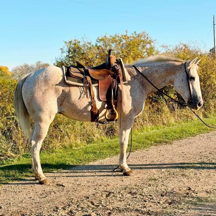 grade grey gelding