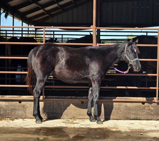 Image for Creston Horse Sale  - SATURDAY, OCTOBER 10TH - Creston, Iowa