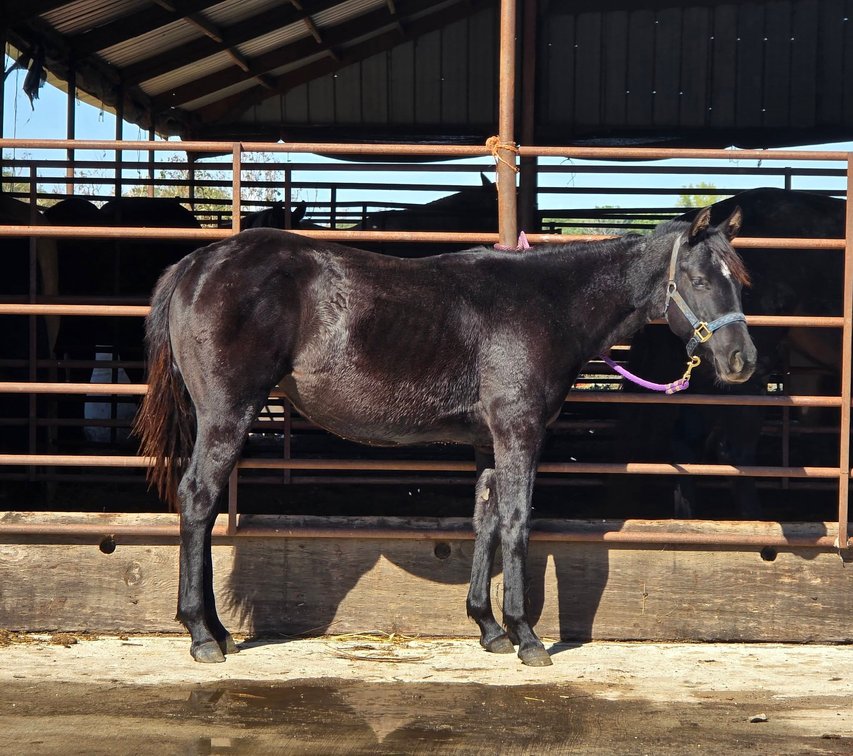 Image for Creston Horse Sale  - SATURDAY, OCTOBER 10TH - Creston, Iowa