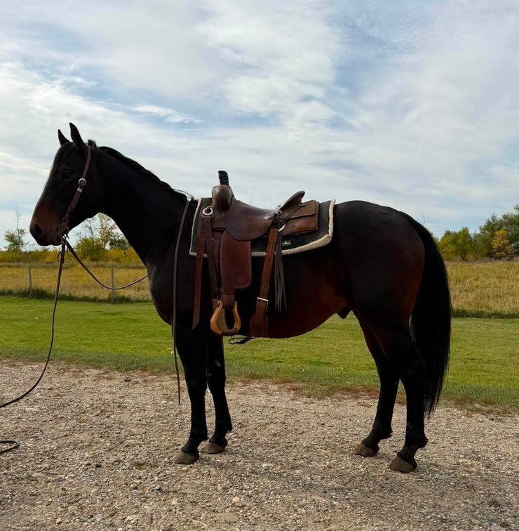5 yr old bay gelding