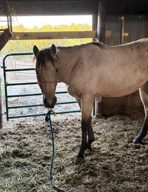 2 yr old buckskin gelding