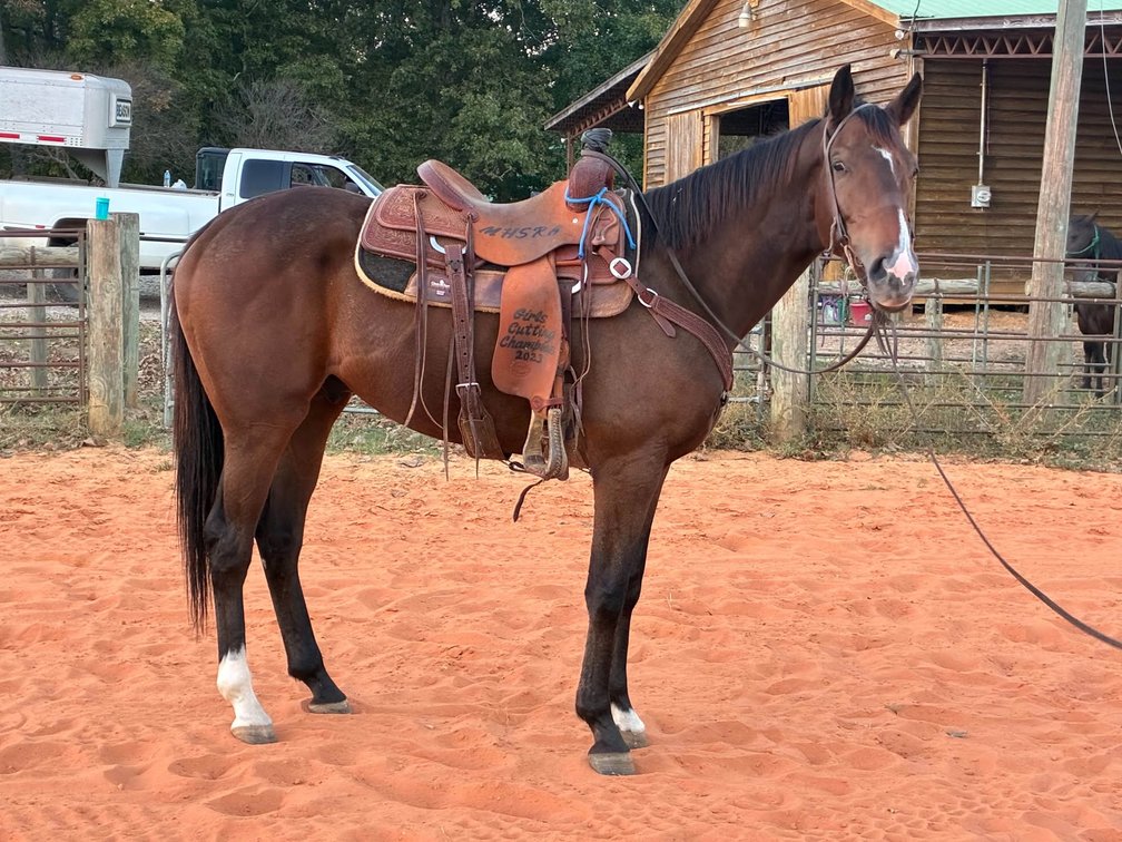 4-5yo Gelding
