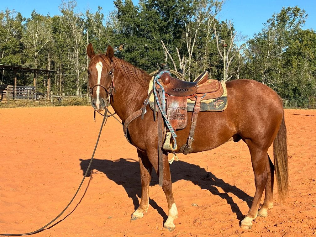 8yo Gelding  VIDEO