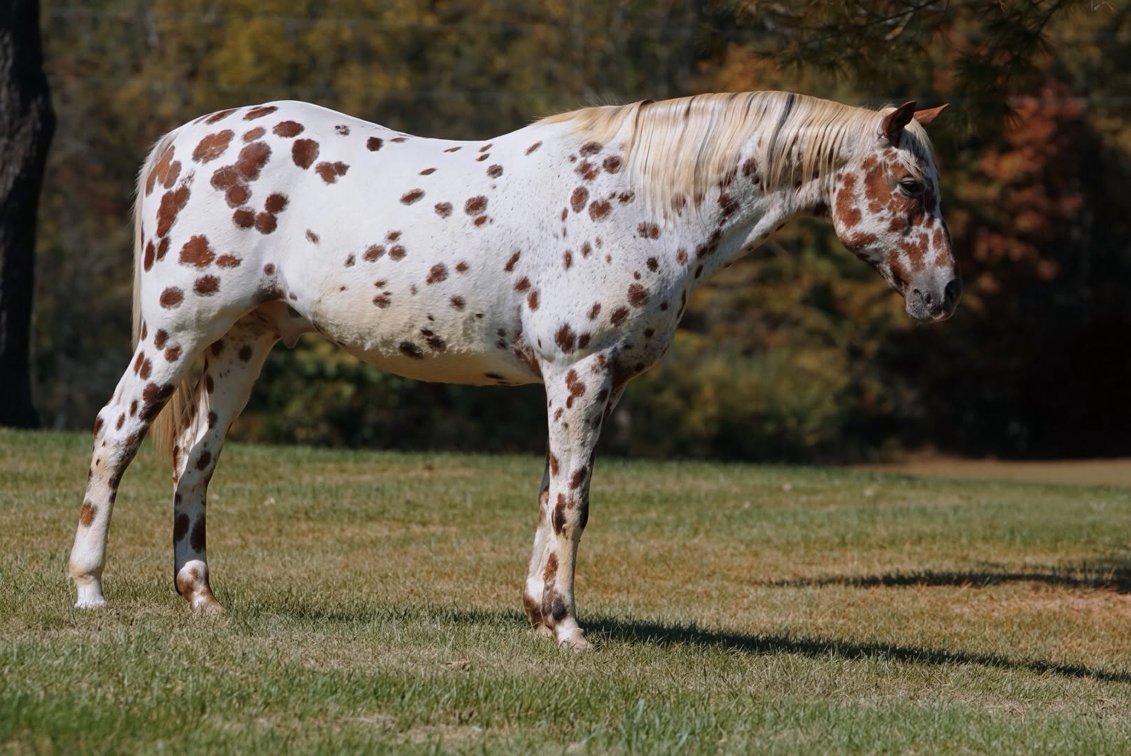 Appaloosa Gelding