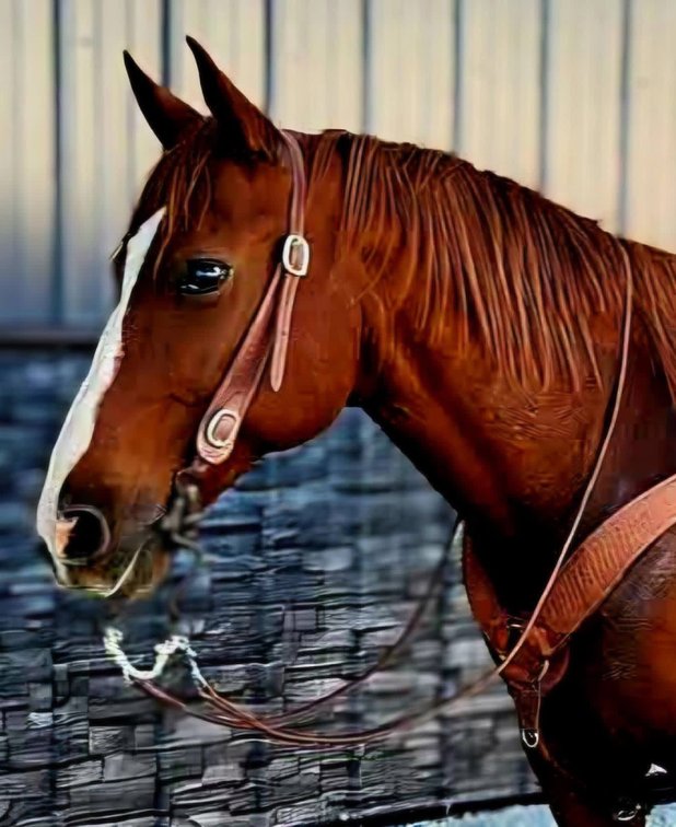 Jazzy Texana Oak  VIDEO