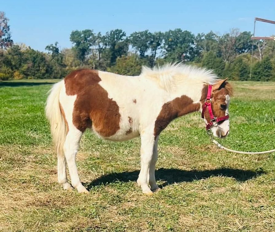 Mini Stud Colt