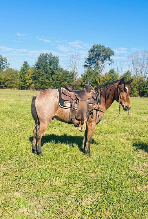 Quarter Pony Gelding  VIDEO