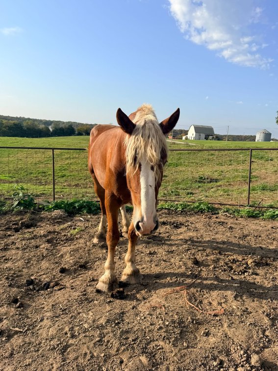 3yo Belgian Mare