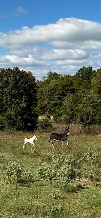 5yr old jenny donkey and her brand new baby!