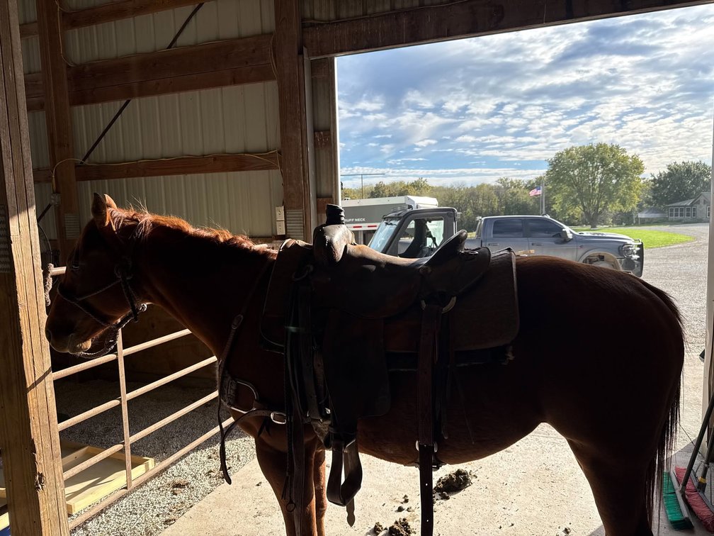 4yo Gelding