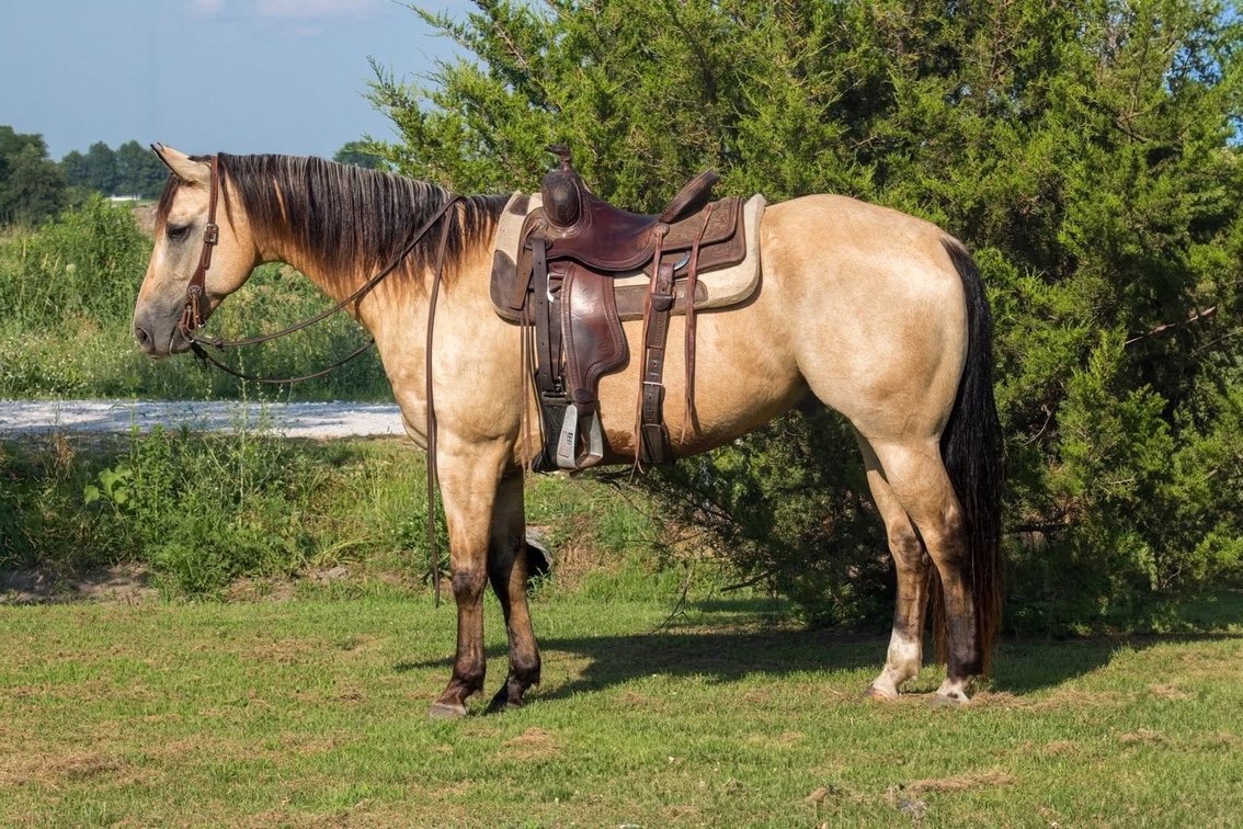 7yo Gelding