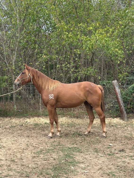SK