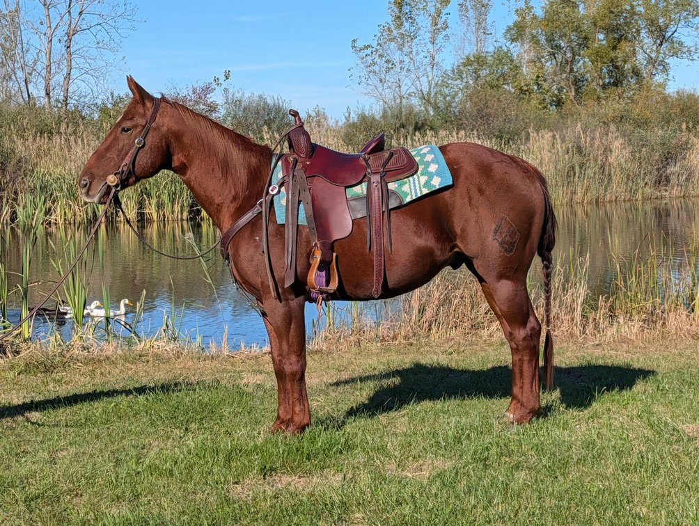 AQHA Gelding