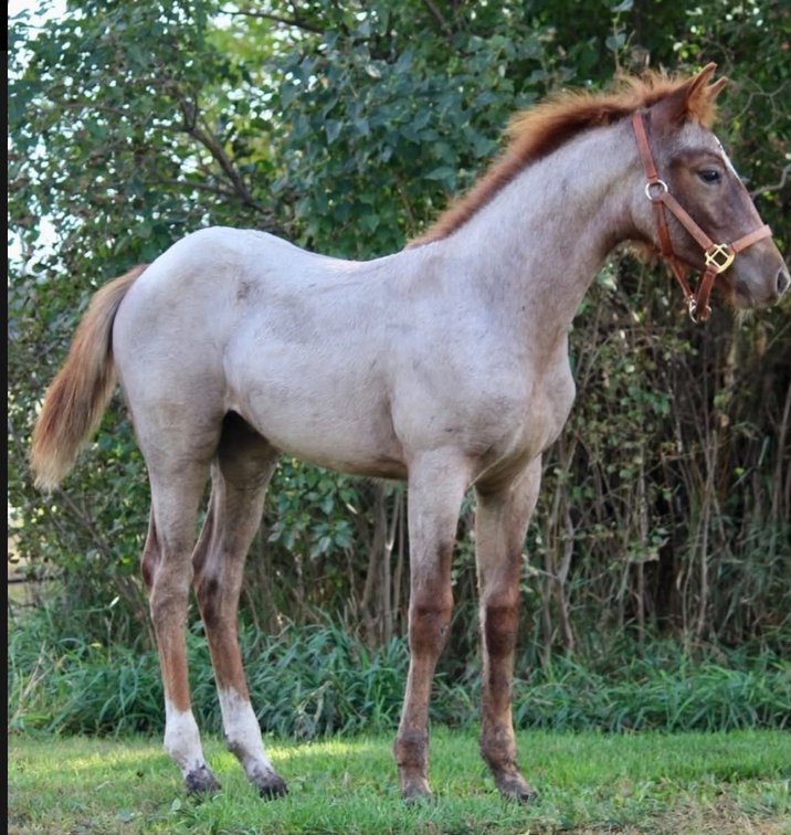Hip Tag 329    NMP Neat Firecracker