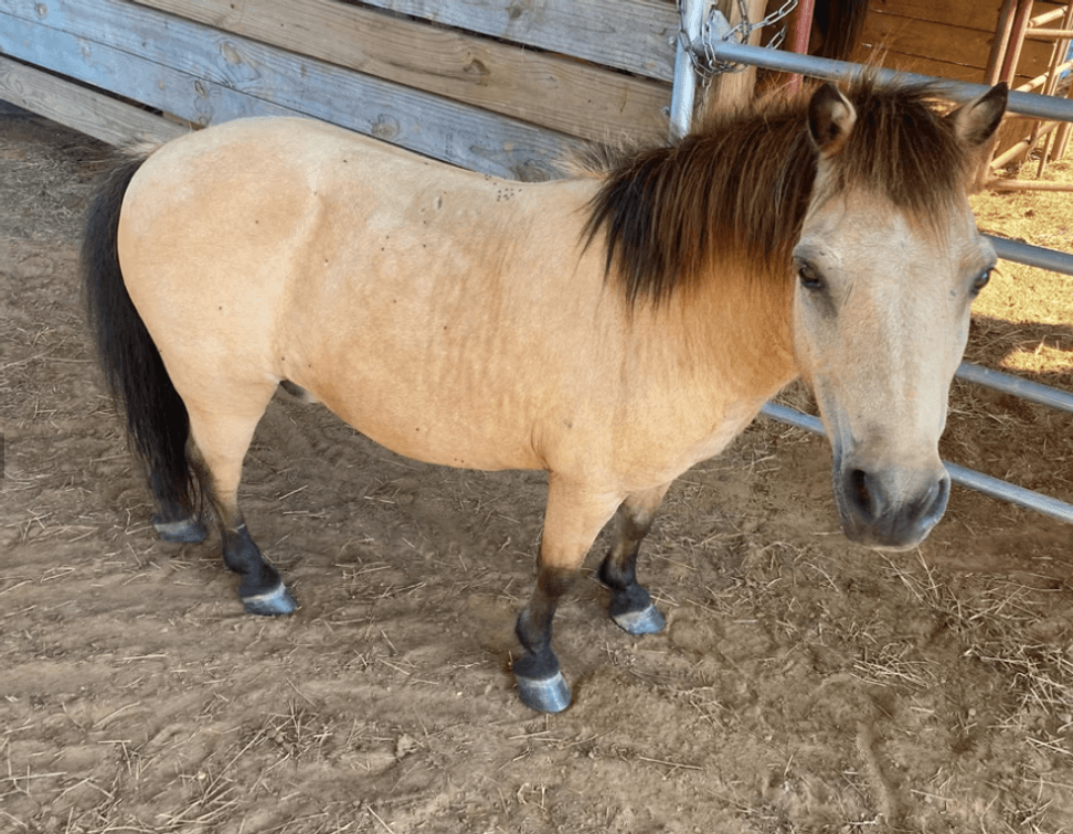 Mini Gelding