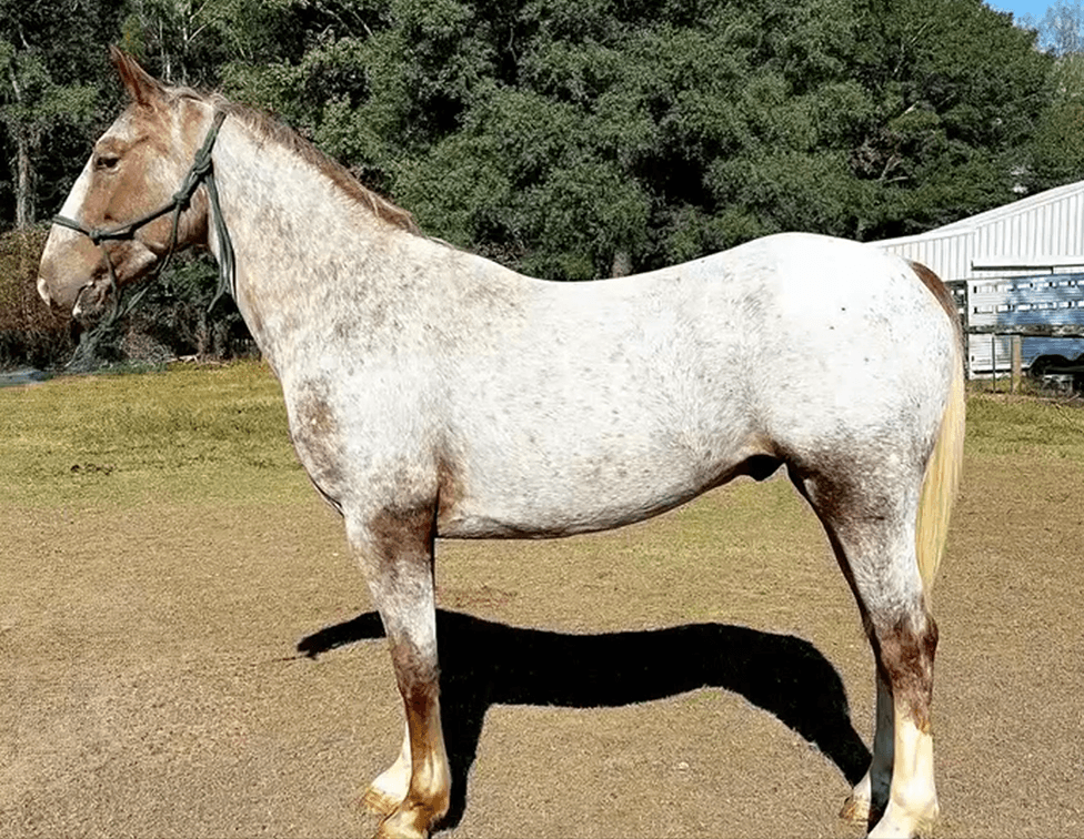 Apple Jack  VIDEO